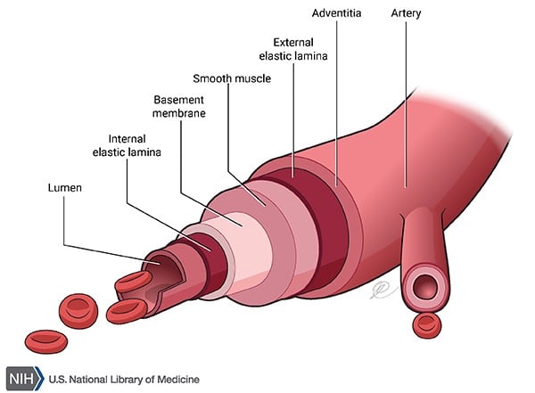 Artery layers