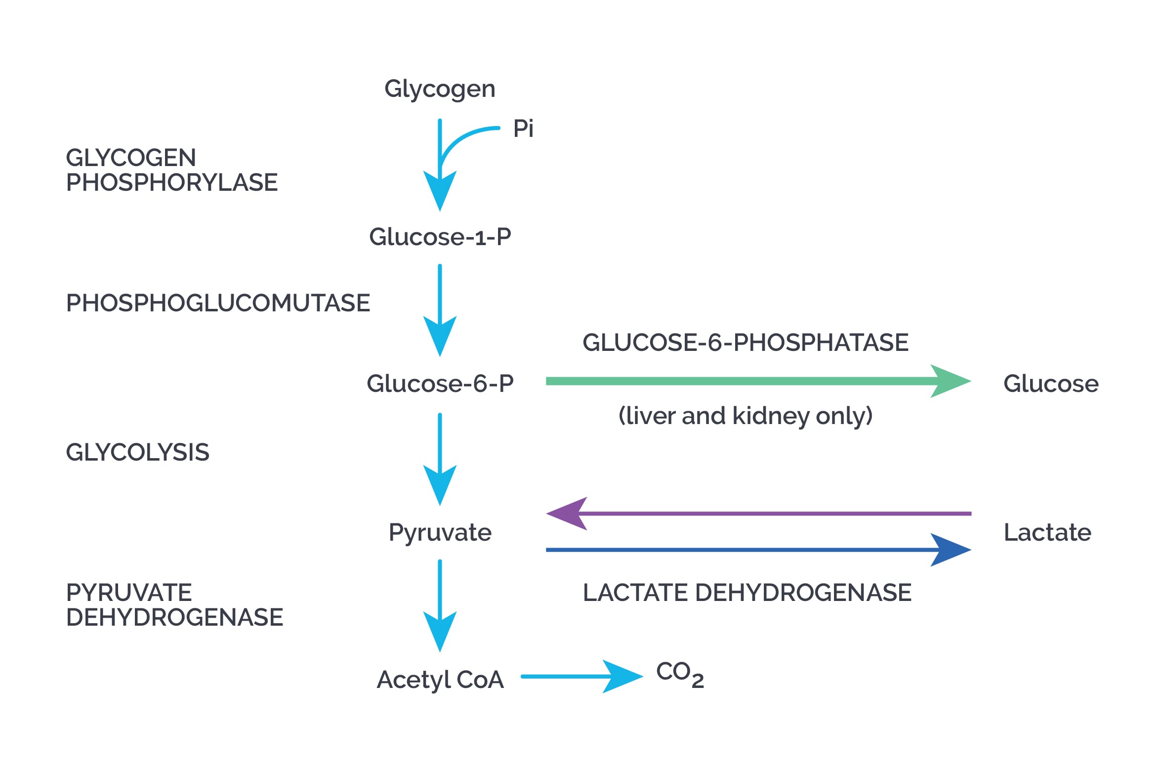 Glycogen Pathway
