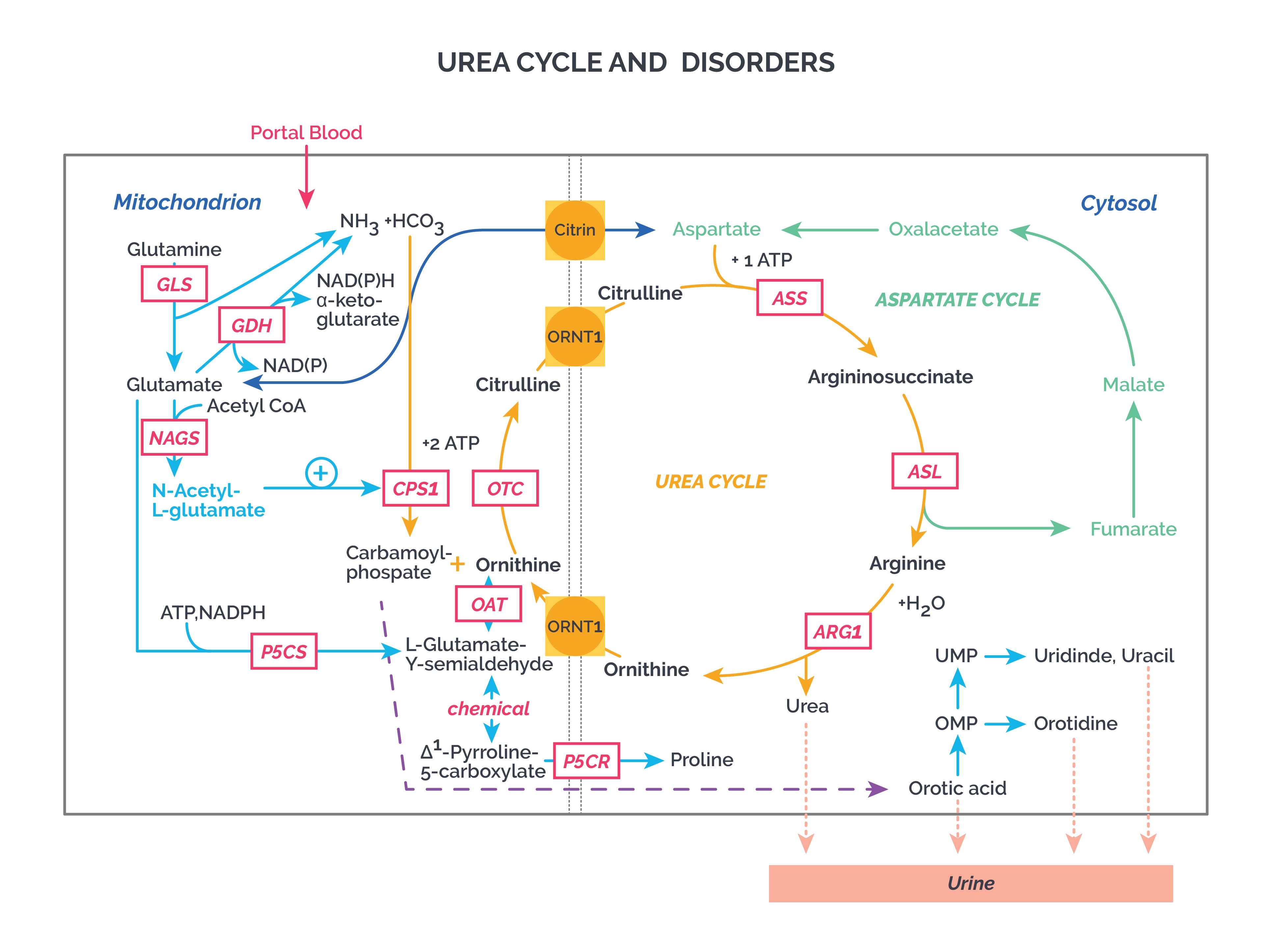 Lactic Acid Vs Urea At George Redden Blog