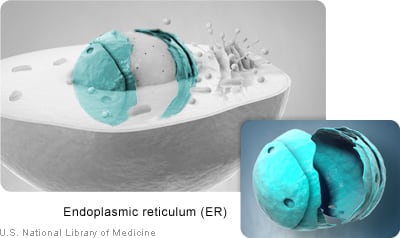 Endoplasmic reticulum