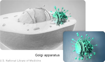 Golgi apparatus