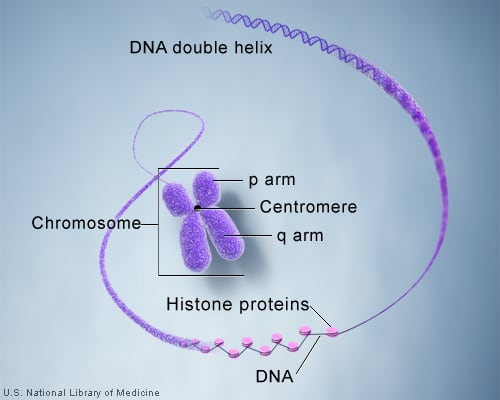 Structure of chromosomes