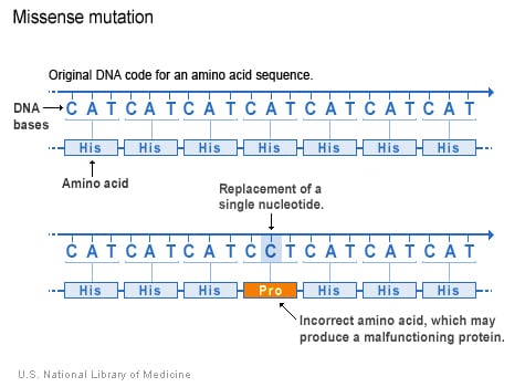 Frameshift mutation