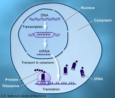 Protein synthesis