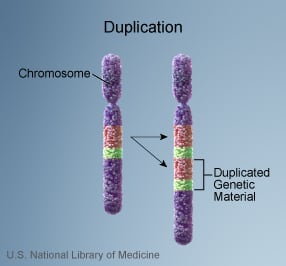 Duplication