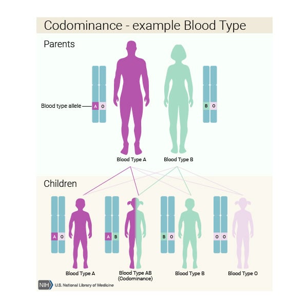 Codominant inheritance