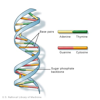 DNA structure