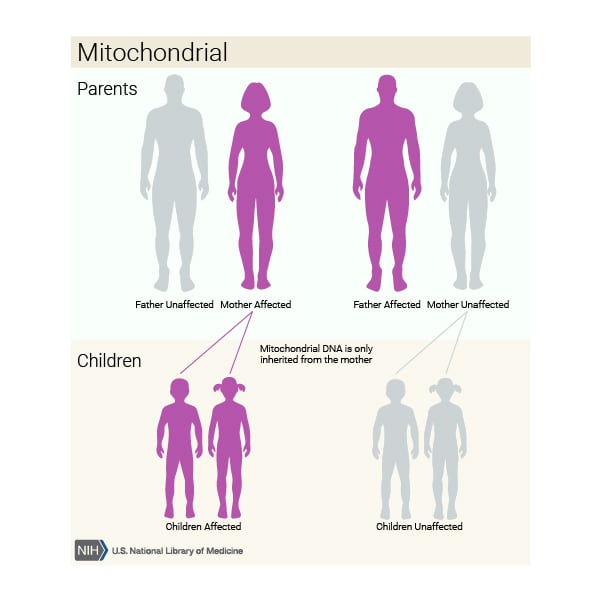 Mitochondrial inheritance