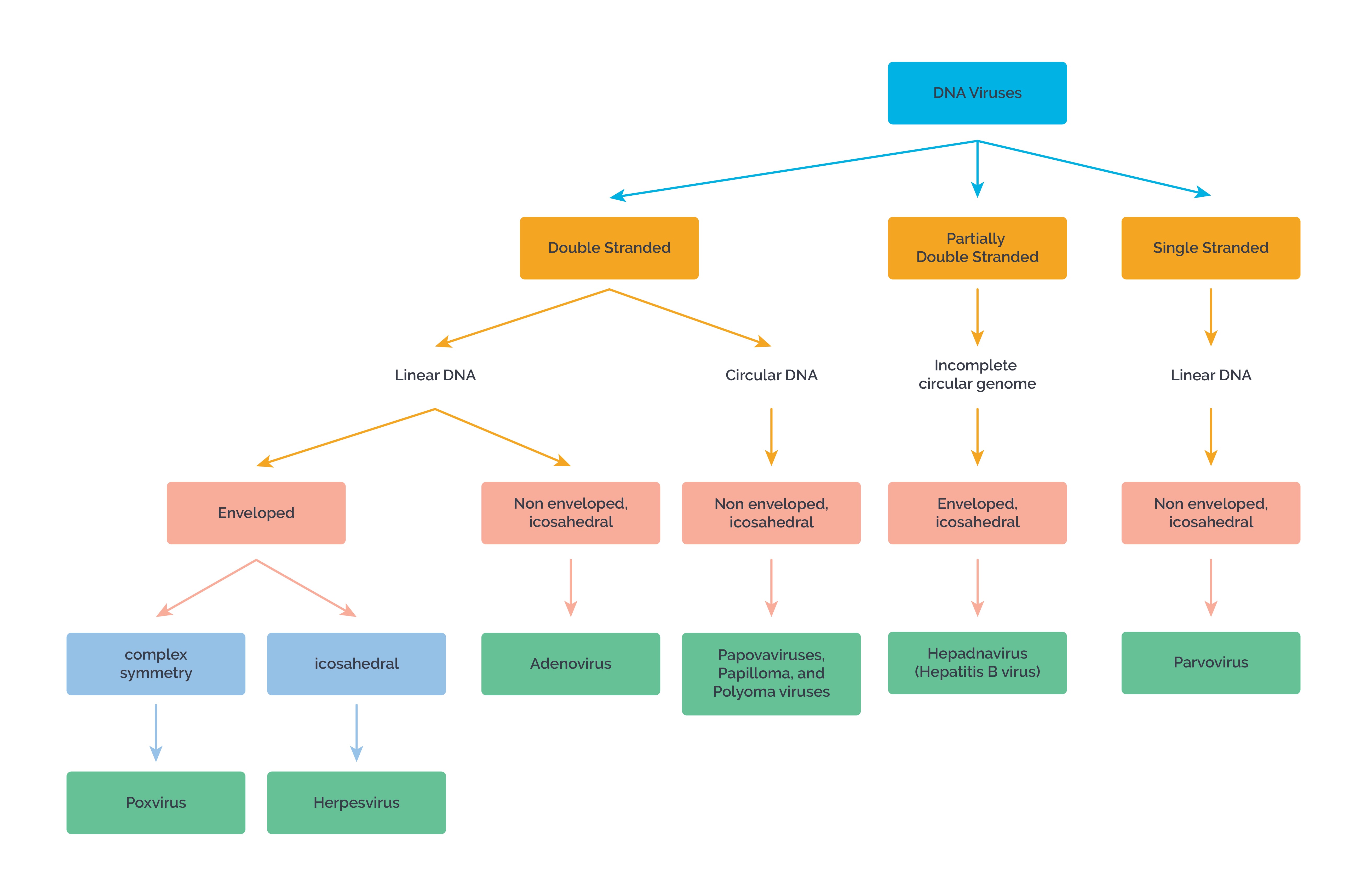 Classification of DNA viruses