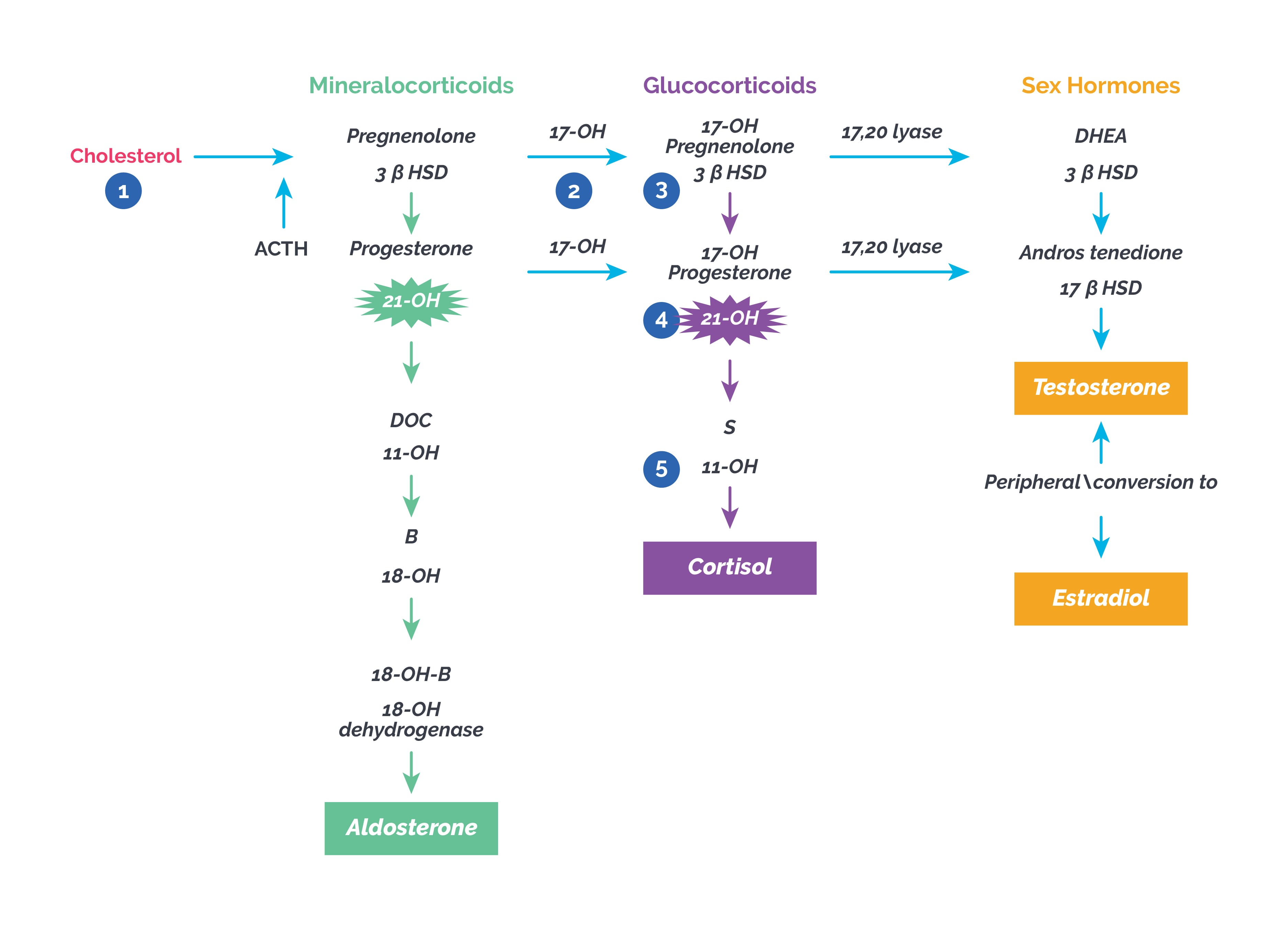 1 = enzyme desmolase (converts cholesterol to pregnenolone), 2 = 17 alpha hydroxylase (17-OH), 3 = 3 beta hydroxysteroid dehydrogenase (3 ß HSD), 4 = 21 hydroxylase (21-OH), 5 = 11 beta hydroxylase (11-OH), B is corticosterone; S is deoxycortisol 