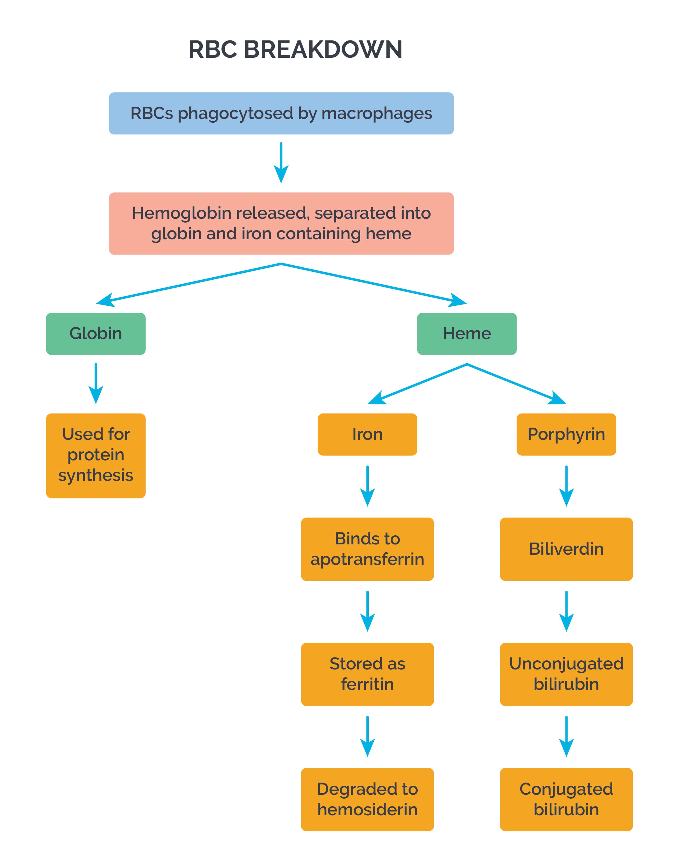 Fate of hemoglobin