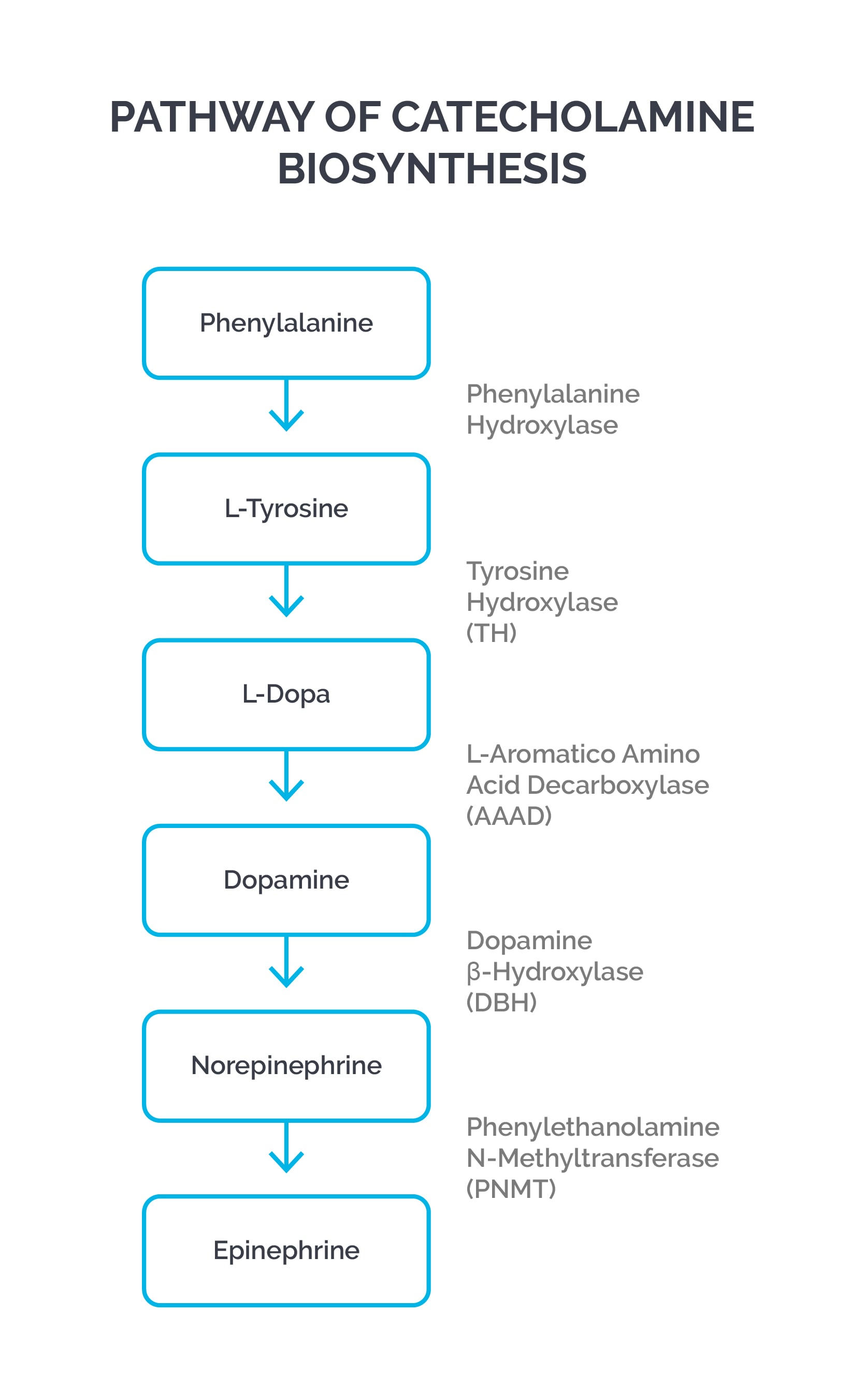 Pathway of Cathecholamine biosynthesis