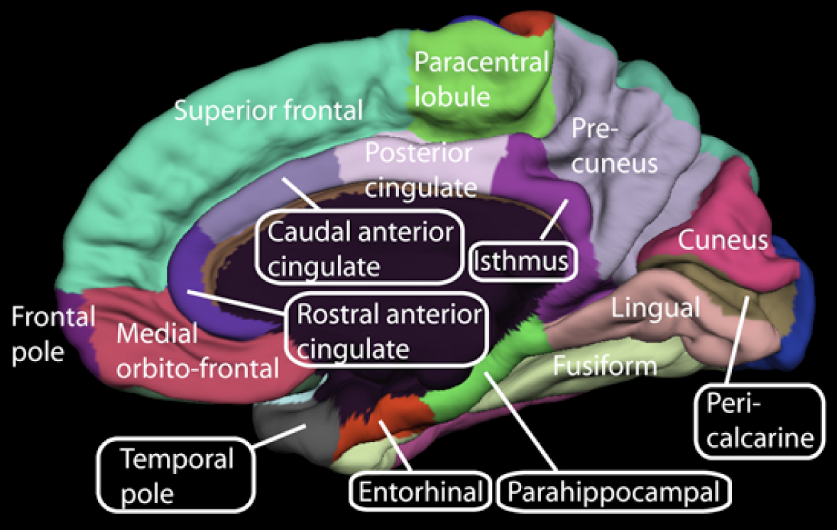 Brain medial surface