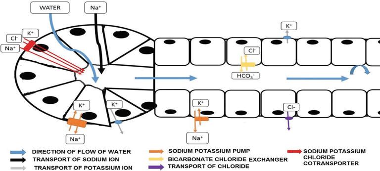 Saliva composition