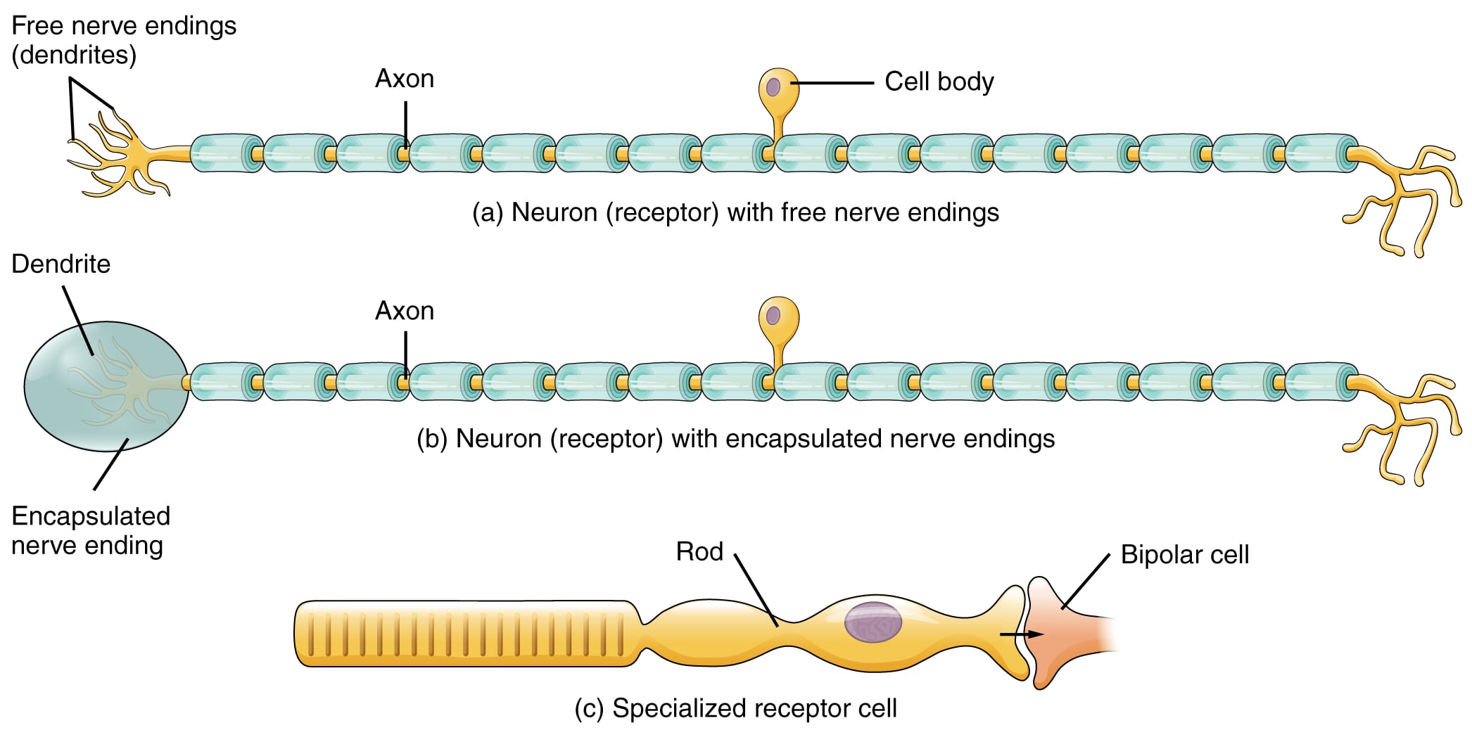 Receptors