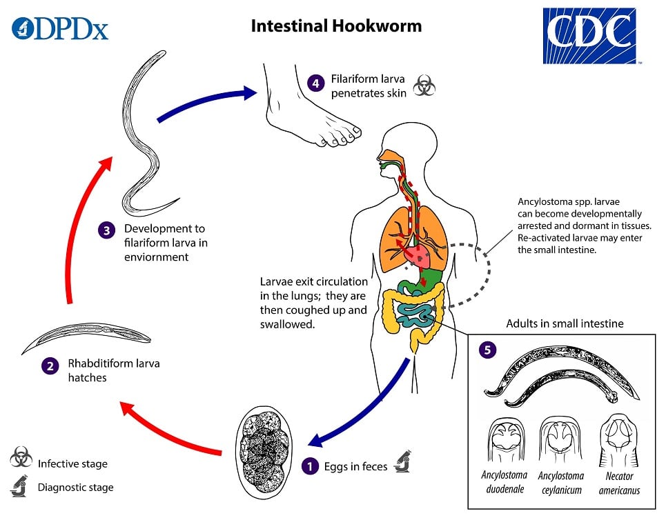 Hookworm cycle