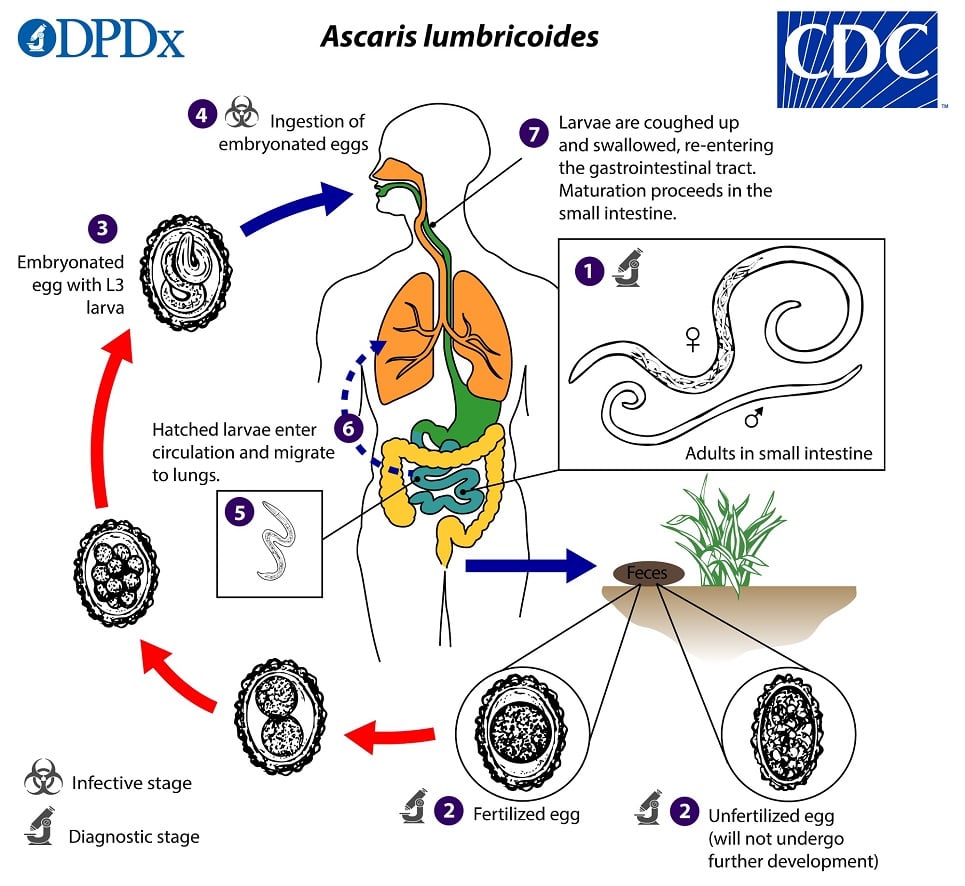 Ascaris life cycle