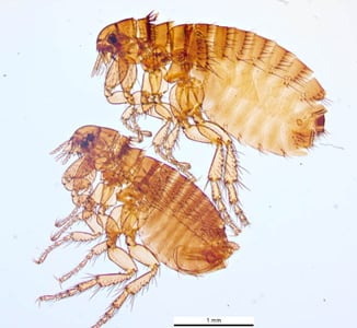 Dog flea, C. canis