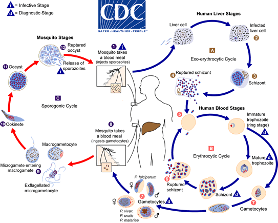 Malaria life cycle