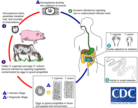 Life cycle of taenia