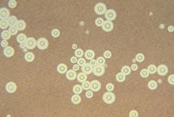 Cryptococcus