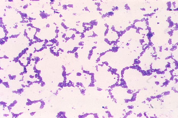 Staphylococcus Saprophyticus Gram Stain