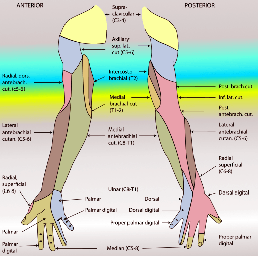 Cutaneous innervation of the upper limbs - Wikipedia