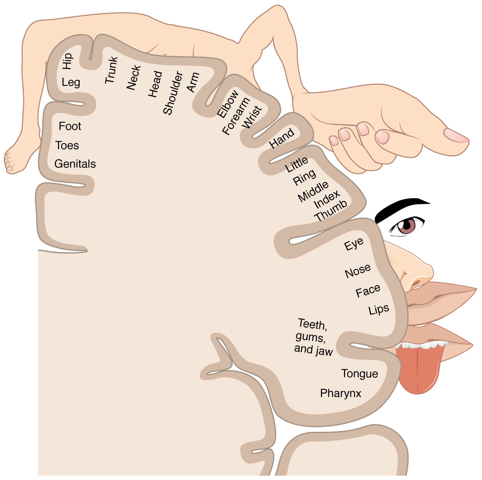 Sensory homunculus