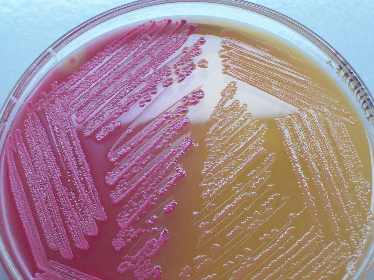 NLF versus LF colonies