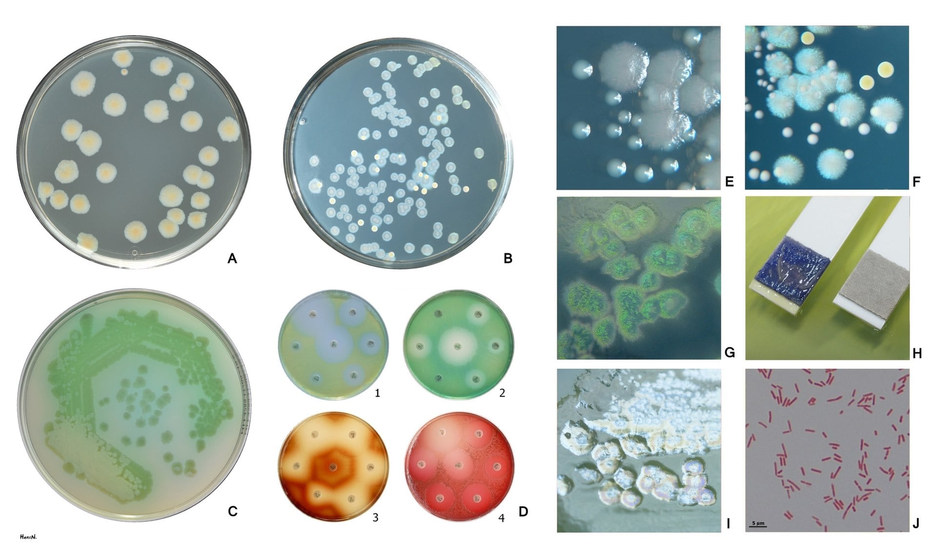 Pseudomonas
morphologies