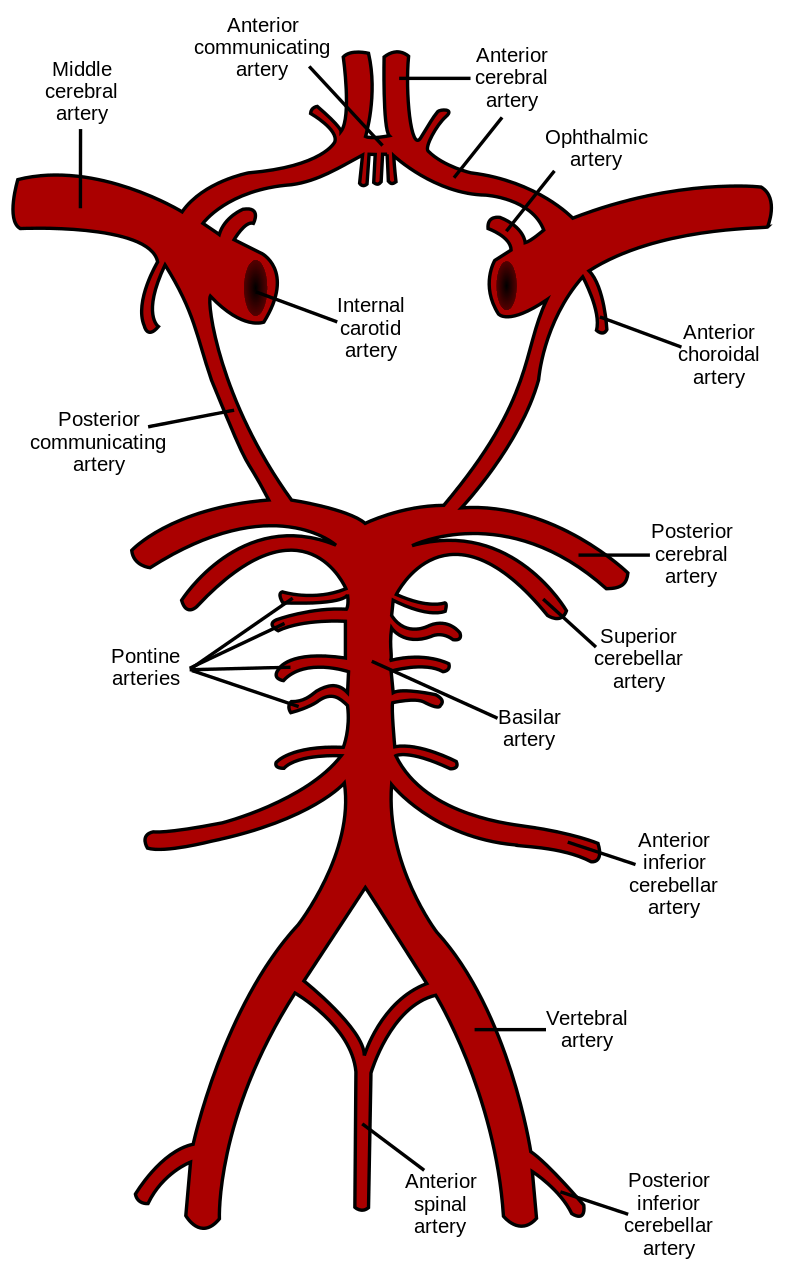 Circle of Willis