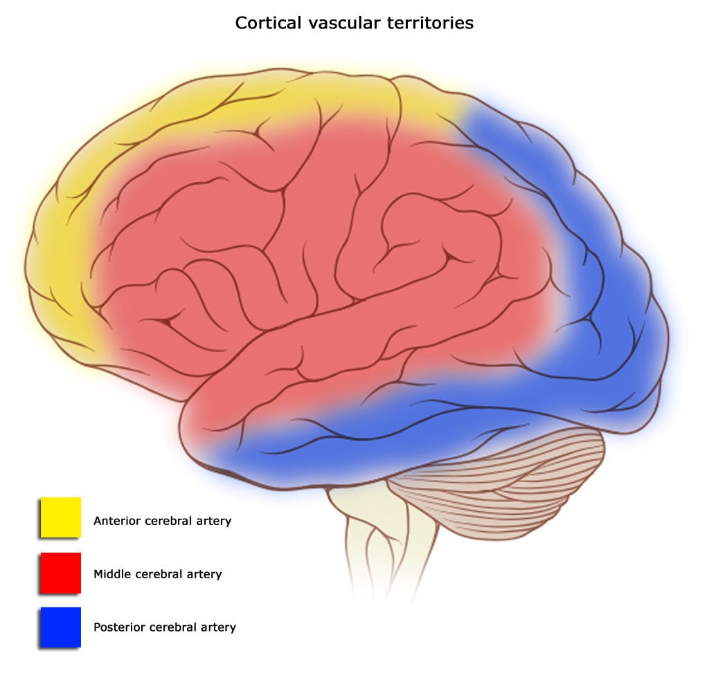 Cortical blood supply