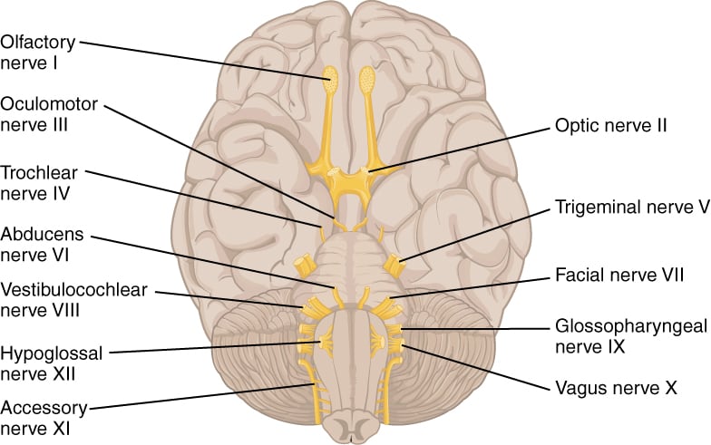 Cranial nerves