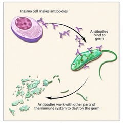 Plama cell figure