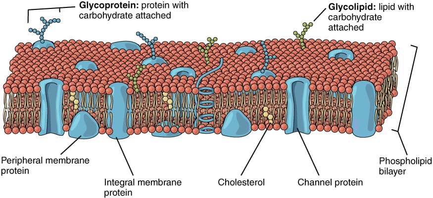 Cell membrane