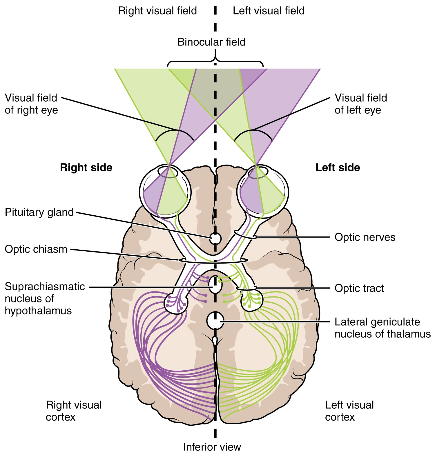 Visual pathway