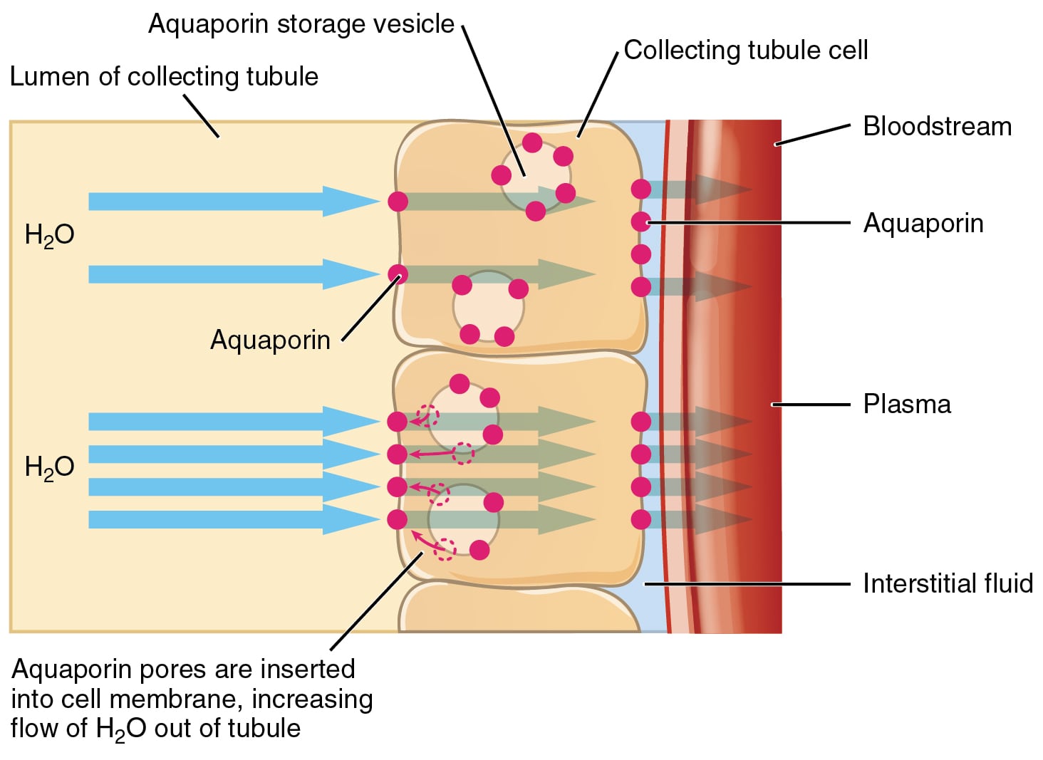 Aquaporin channels