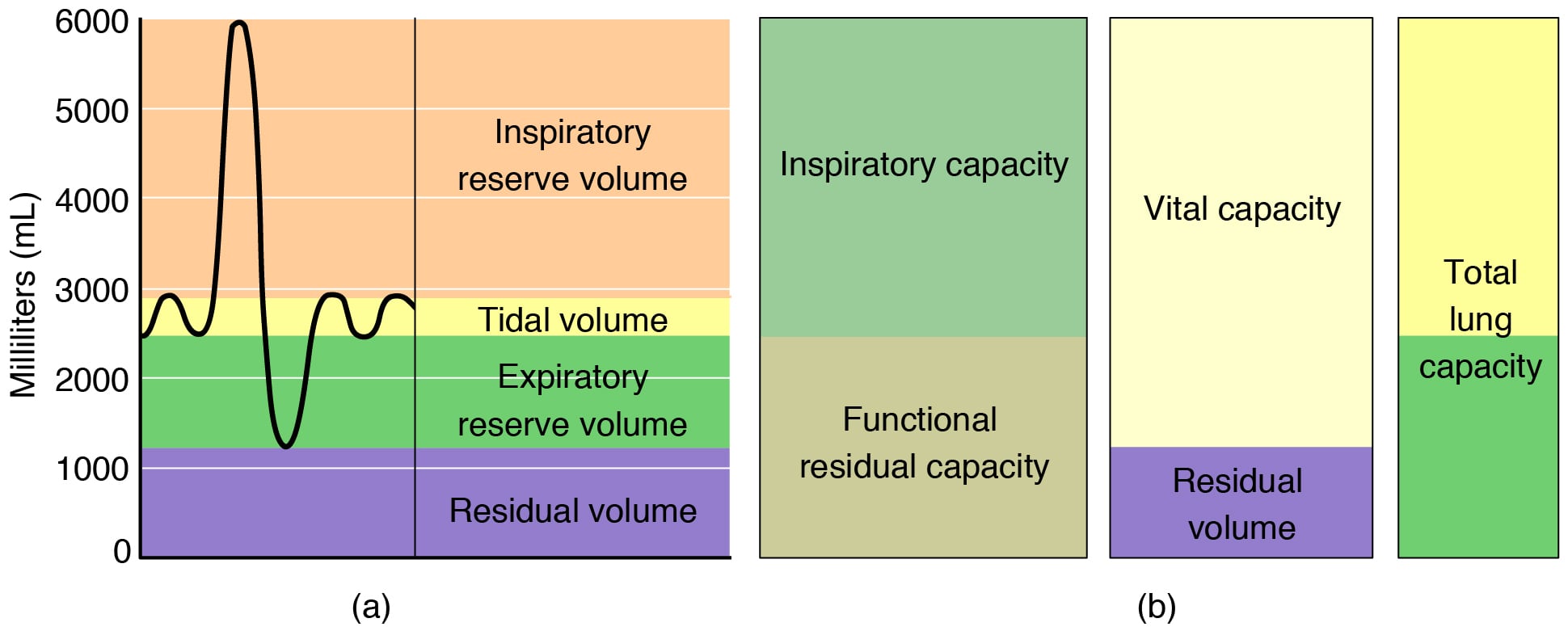 Volumes and capacities