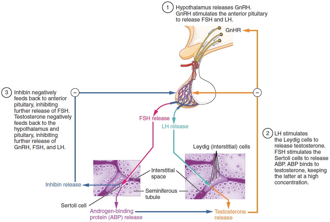 Testesterone regulation