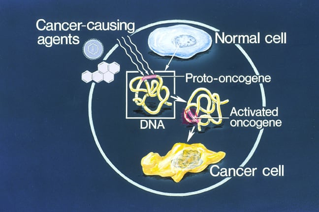 Proto-oncogene