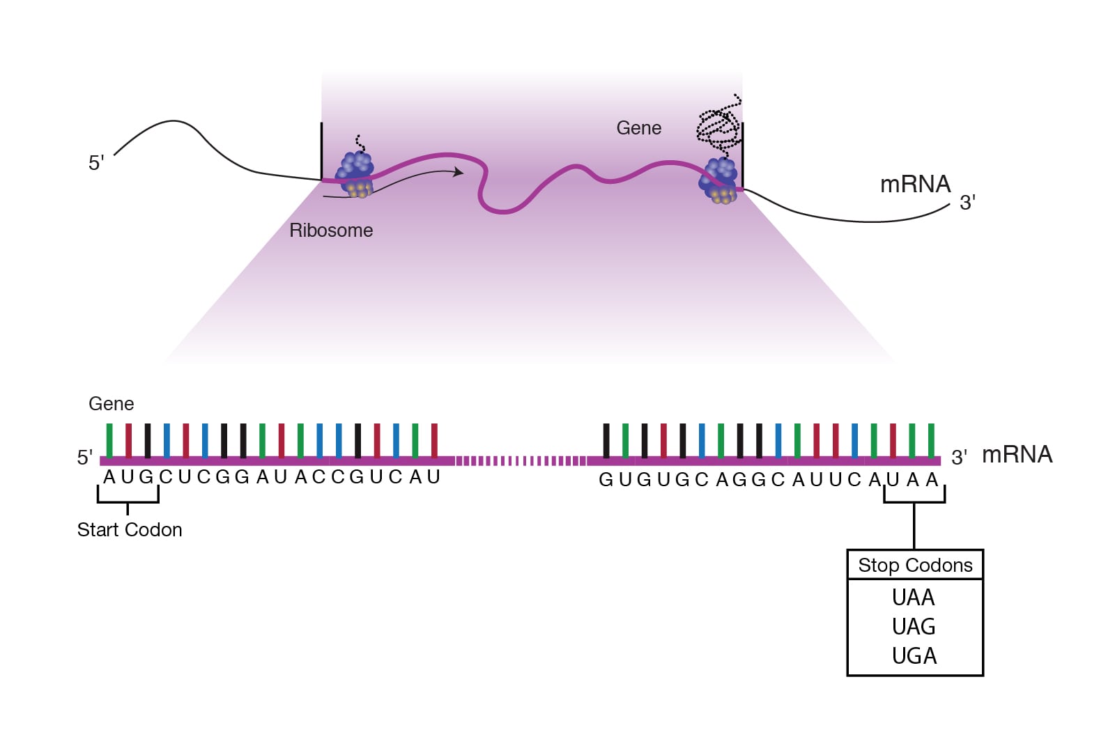 Stop codons