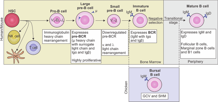 B cell development