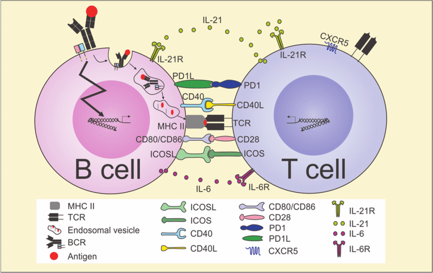 B cell activation