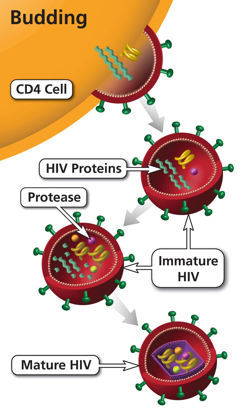 HIV protease