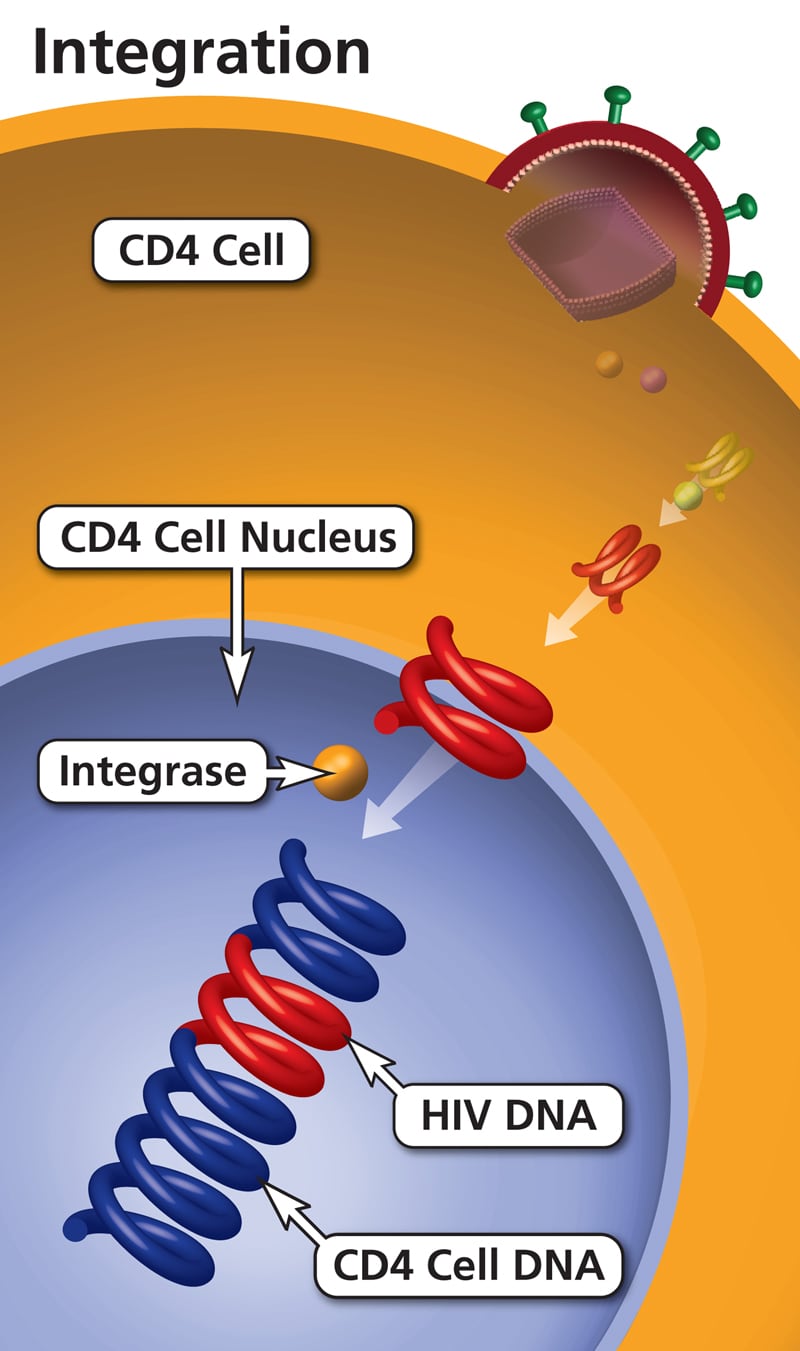 HIV integrase