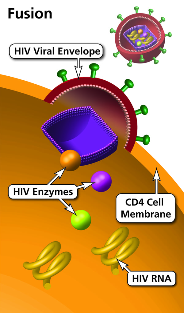 HIV fusion with host cell