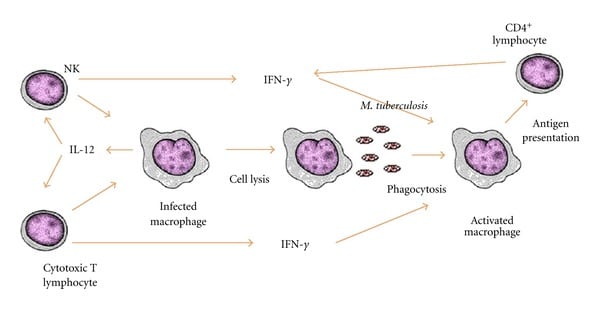 Immune response to TB