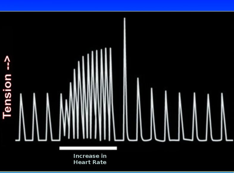 Bowditch effect